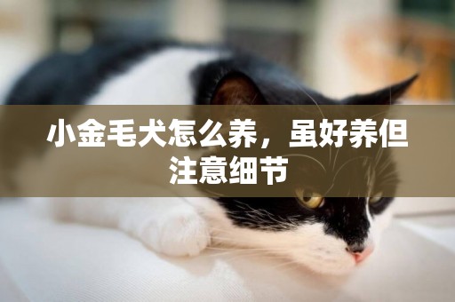 小金毛犬怎么養，雖好養但注意細節