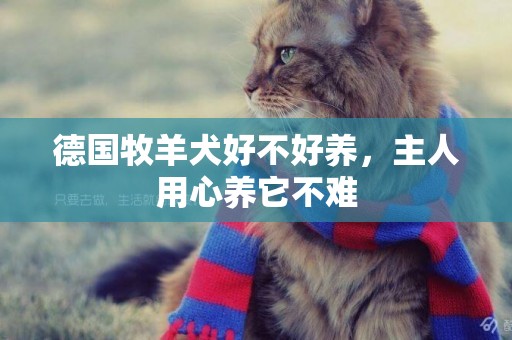 德國牧羊犬好不好養，主人用心養它不難