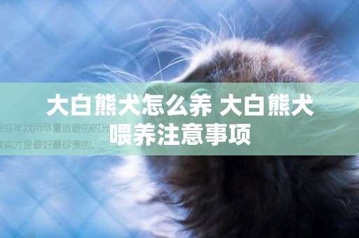 大白熊犬怎么養 大白熊犬喂養注意事項