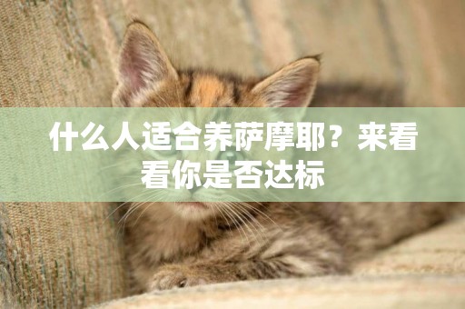 什么人適合養薩摩耶？來看看你是否達標