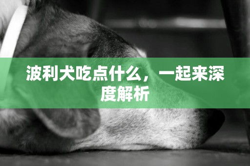 波利犬吃點什么，一起來深度解析