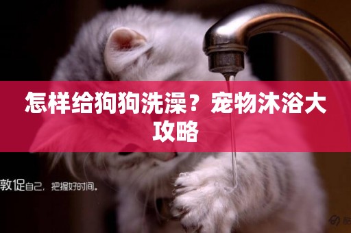 怎樣給狗狗洗澡？寵物沐浴大攻略