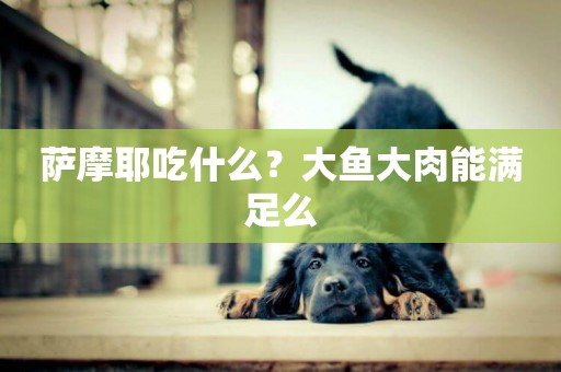 薩摩耶吃什么？大魚大肉能滿足么