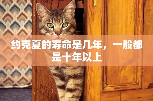 約克夏的壽命是幾年，一般都是十年以上