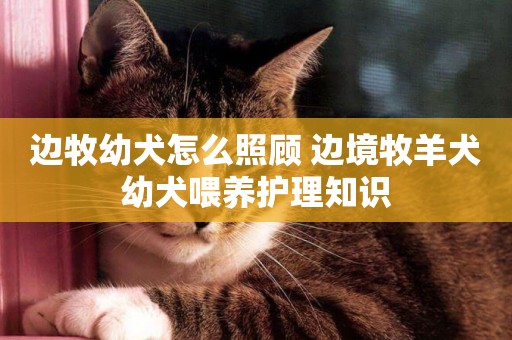 邊牧幼犬怎么照顧 邊境牧羊犬幼犬喂養護理知識