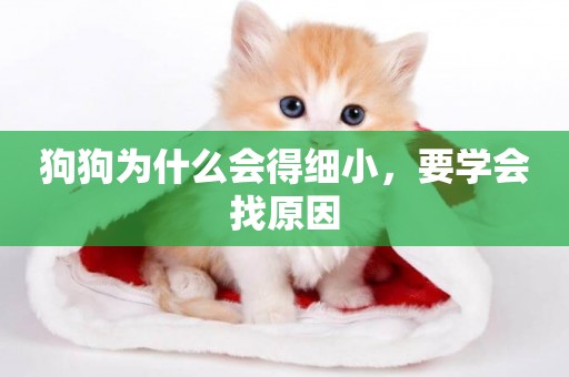 狗狗為什么會得細小，要學會找原因