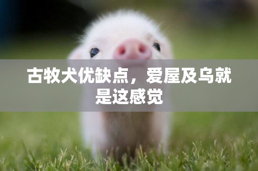 古牧犬優缺點，愛屋及烏就是這感覺