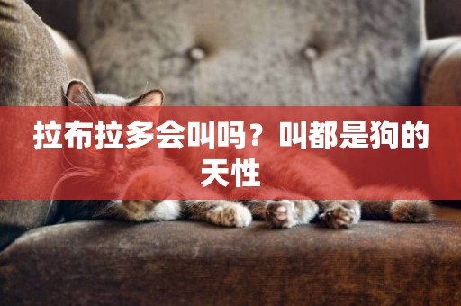 拉布拉多會叫嗎？叫都是狗的天性