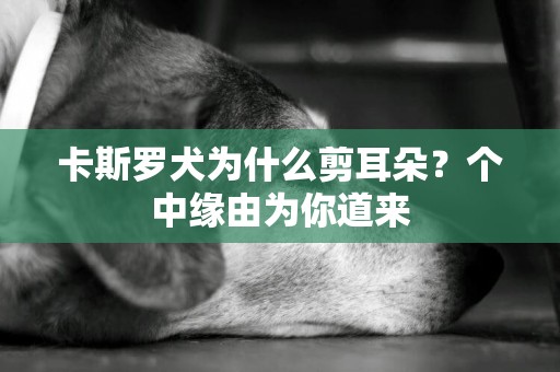 卡斯羅犬為什么剪耳朵？個中緣由為你道來