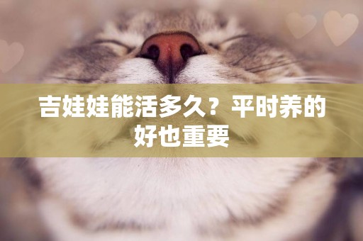吉娃娃能活多久？平時養的好也重要