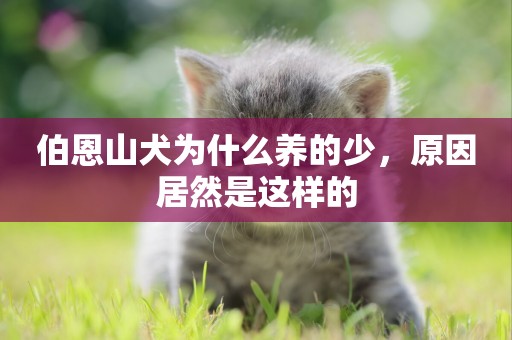 伯恩山犬為什么養的少，原因居然是這樣的