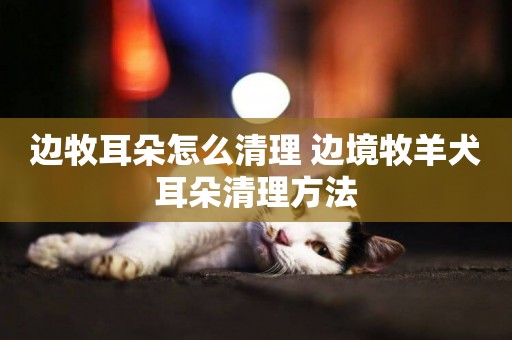 邊牧耳朵怎么清理 邊境牧羊犬耳朵清理方法