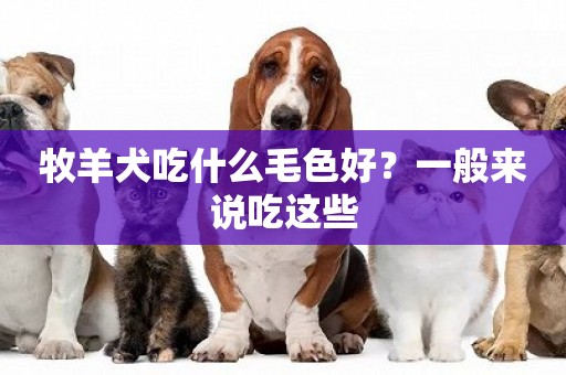 牧羊犬吃什么毛色好？一般來說吃這些