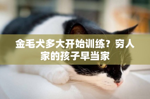 金毛犬多大開始訓練？窮人家的孩子早當家