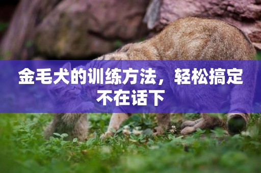 金毛犬的訓練方法，輕松搞定不在話下