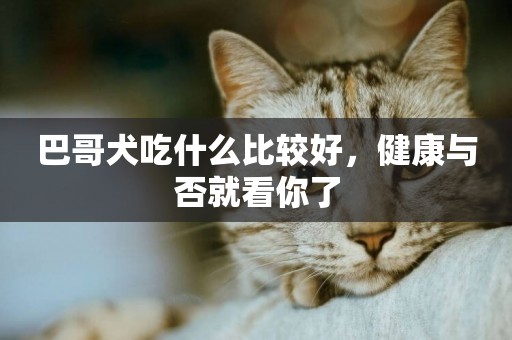 巴哥犬吃什么比較好，健康與否就看你了
