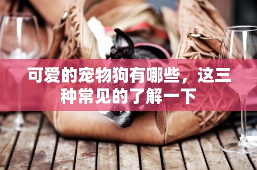 可愛的寵物狗有哪些，這三種常見的了解一下