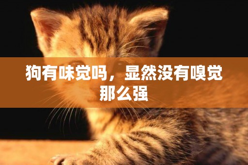 狗有味覺嗎，顯然沒有嗅覺那么強