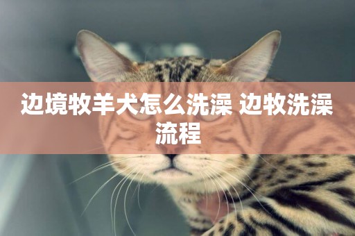 邊境牧羊犬怎么洗澡 邊牧洗澡流程