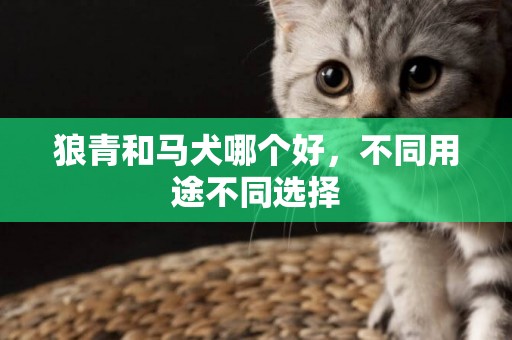 狼青和馬犬哪個好，不同用途不同選擇
