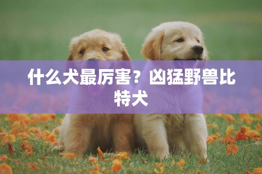 什么犬最厲害？兇猛野獸比特犬