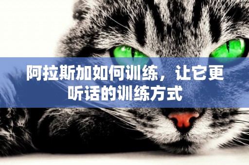 阿拉斯加如何訓練，讓它更聽話的訓練方式