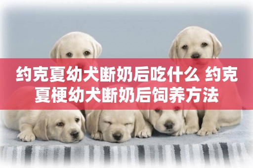 約克夏幼犬斷奶后吃什么 約克夏梗幼犬斷奶后飼養方法
