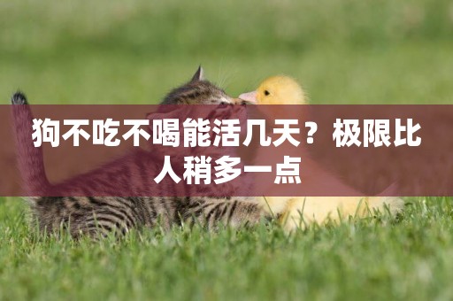 狗不吃不喝能活幾天？極限比人稍多一點
