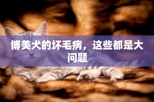 博美犬的壞毛病，這些都是大問題