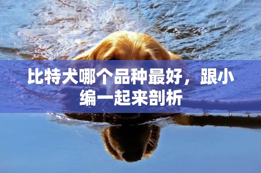 比特犬哪個品種最好，跟小編一起來剖析