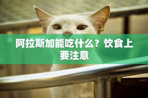 阿拉斯加能吃什么？飲食上要注意
