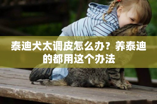 泰迪犬太調皮怎么辦？養泰迪的都用這個辦法