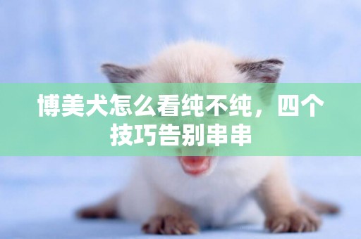 博美犬怎么看純不純，四個技巧告別串串