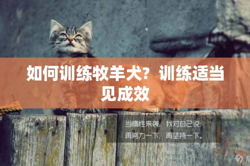 如何訓練牧羊犬?  訓練適當見成效