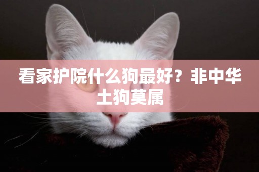 看家護院什么狗最好？非中華土狗莫屬