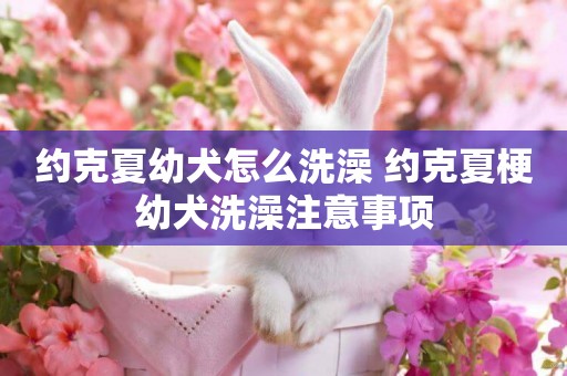 約克夏幼犬怎么洗澡 約克夏梗幼犬洗澡注意事項