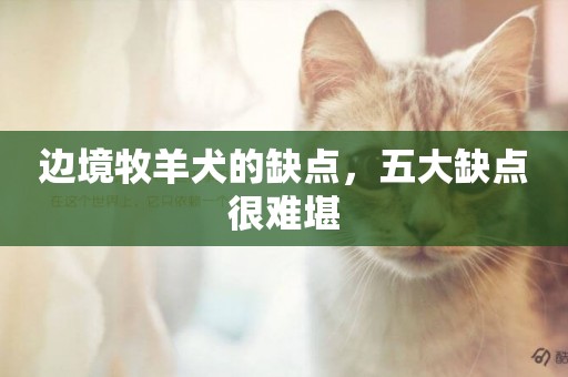 邊境牧羊犬的缺點，五大缺點很難堪