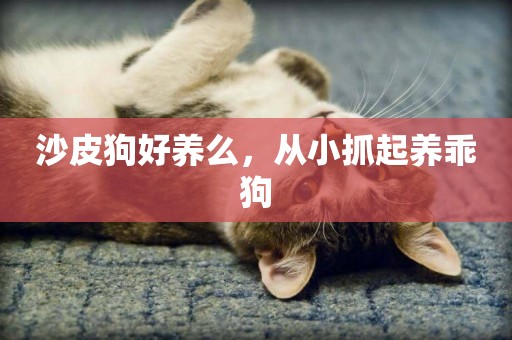 沙皮狗好養么，從小抓起養乖狗