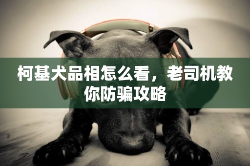 柯基犬品相怎么看，老司機教你防騙攻略