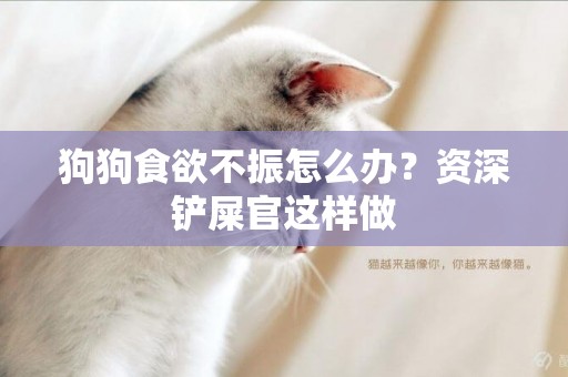 狗狗食欲不振怎么辦？資深鏟屎官這樣做