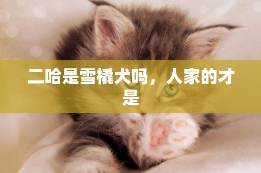 二哈是雪橇犬嗎，人家的才是