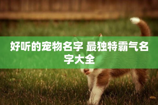 好聽的寵物名字 最獨特霸氣名字大全