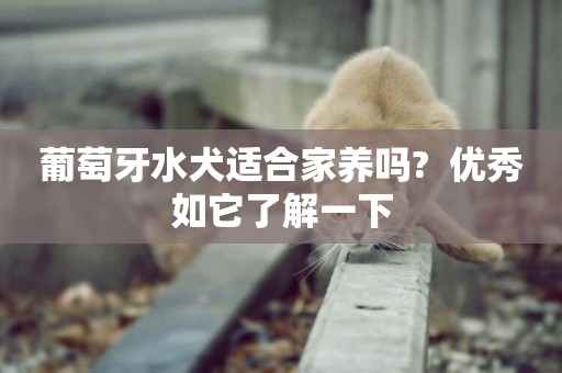 葡萄牙水犬適合家養嗎?  優秀如它了解一下