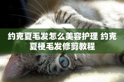 約克夏毛發怎么美容護理 約克夏梗毛發修剪教程