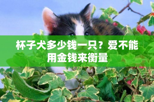 杯子犬多少錢一只？愛不能用金錢來衡量