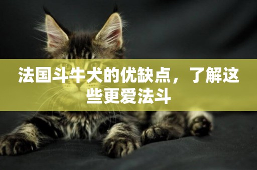 法國斗牛犬的優缺點，了解這些更愛法斗
