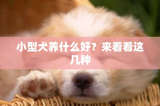 小型犬養什么好？來看看這幾種