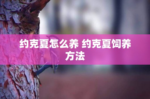 約克夏怎么養 約克夏飼養方法