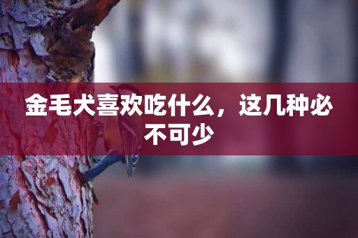 金毛犬喜歡吃什么，這幾種必不可少