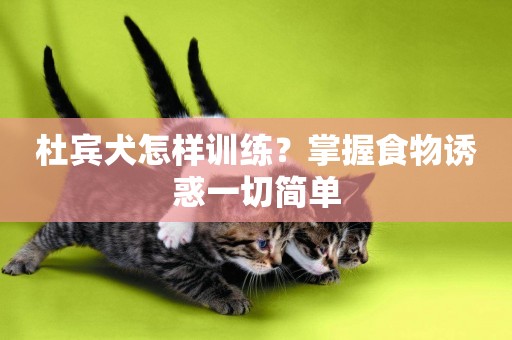 杜賓犬怎樣訓練？掌握食物誘惑一切簡單